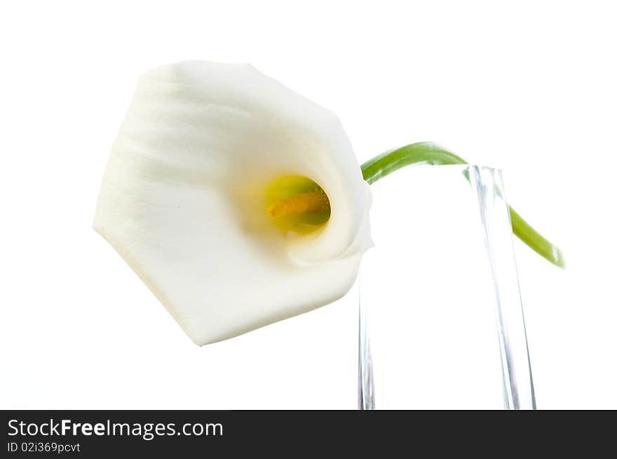 calla lily resting on a glass jar