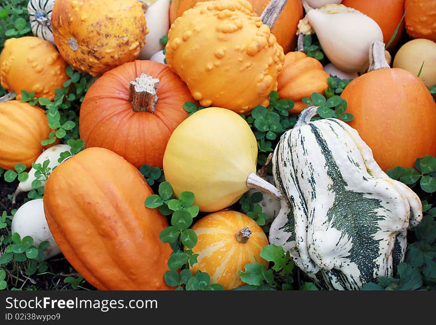 Various of pumpkins in the garden