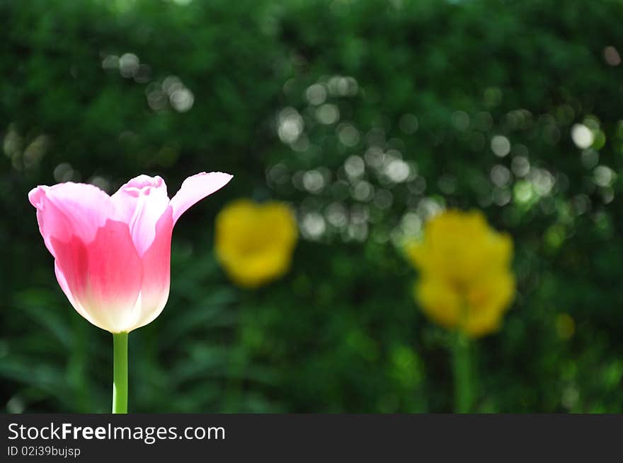 Pink Tulip On Sun