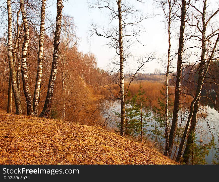 Some birches on high coast of the river in April. Some birches on high coast of the river in April