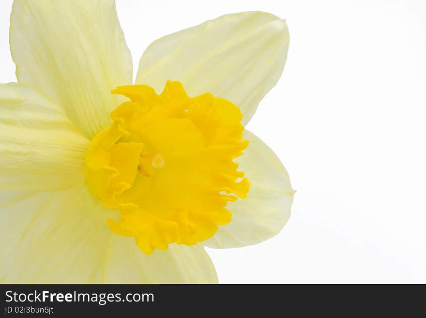 Daffodil isolated on white