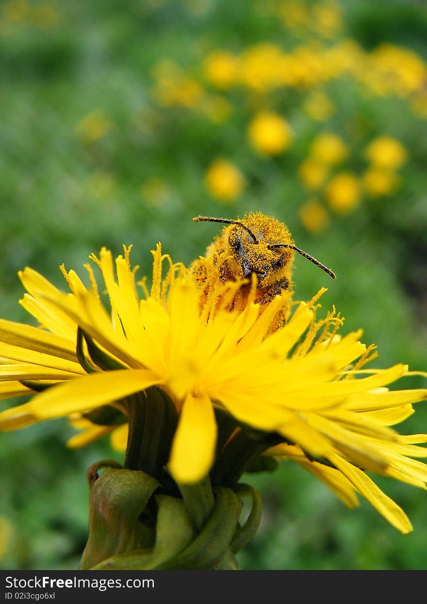 Honeybee On Dandelion