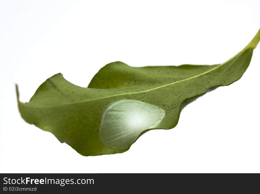 Isolated leaf with spider eggs