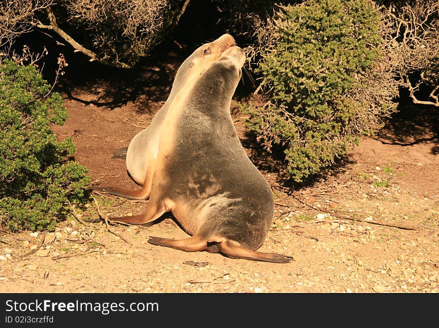 Two seals in front of bushes