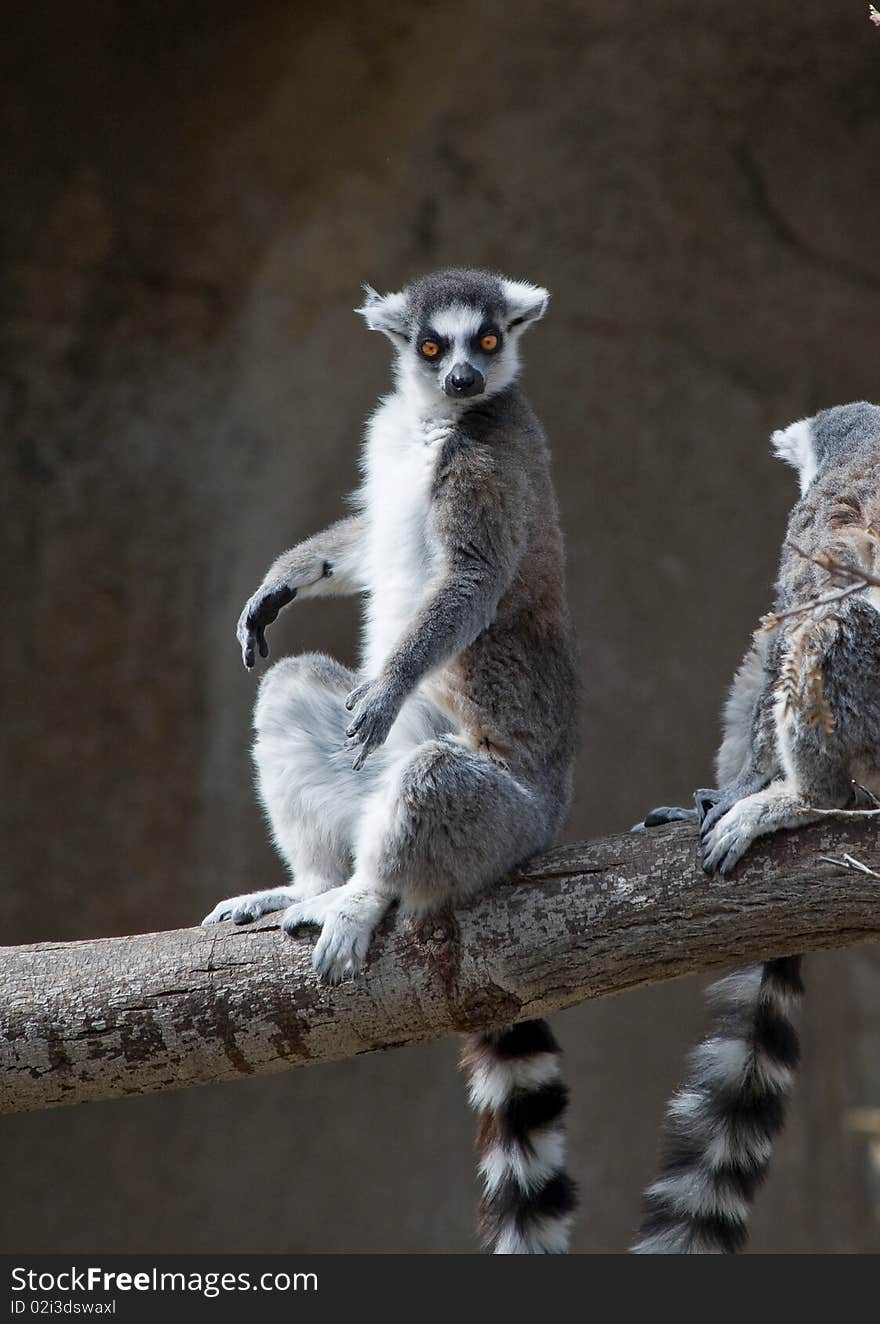 Ring Tailed Lemur Sunbathing