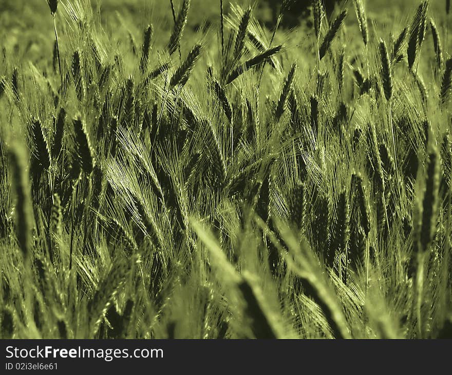 Wind blowing through a wheat field