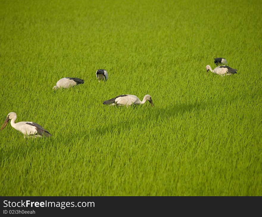 Stork eat on spring field. Stork eat on spring field