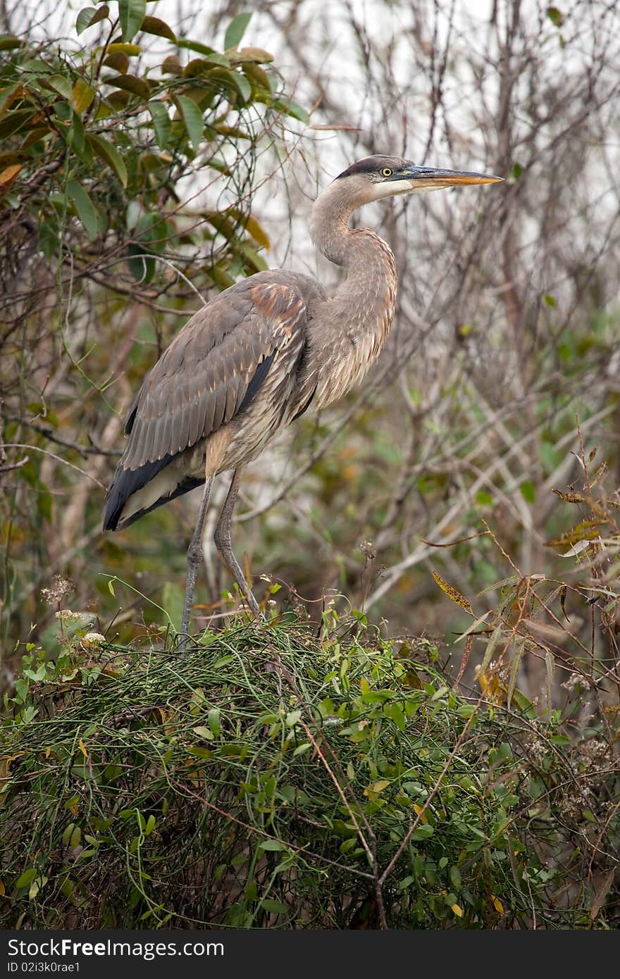 Great Blue Heron