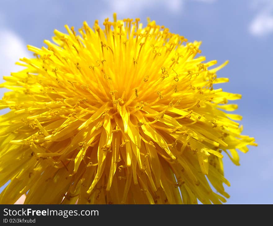 Detail photo of yellow dandelion flower and sky. Detail photo of yellow dandelion flower and sky