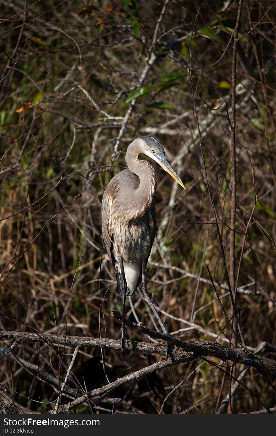 Great Blue Heron