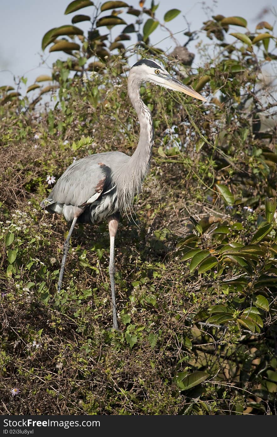 Great Blue Heron