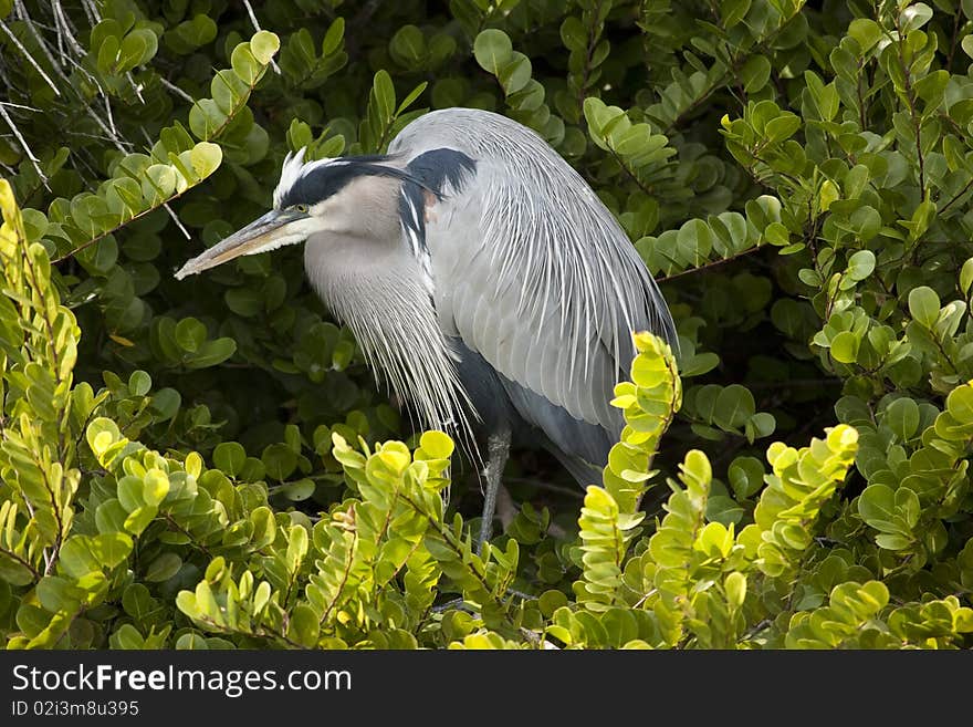 Great Blue Heron