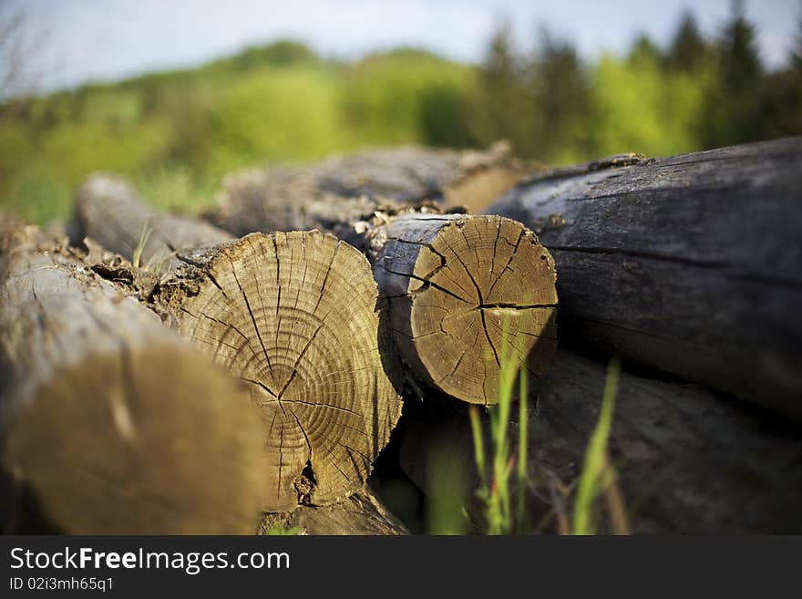 Cut tree trunks lying on ground with annual rings visible. Cut tree trunks lying on ground with annual rings visible.