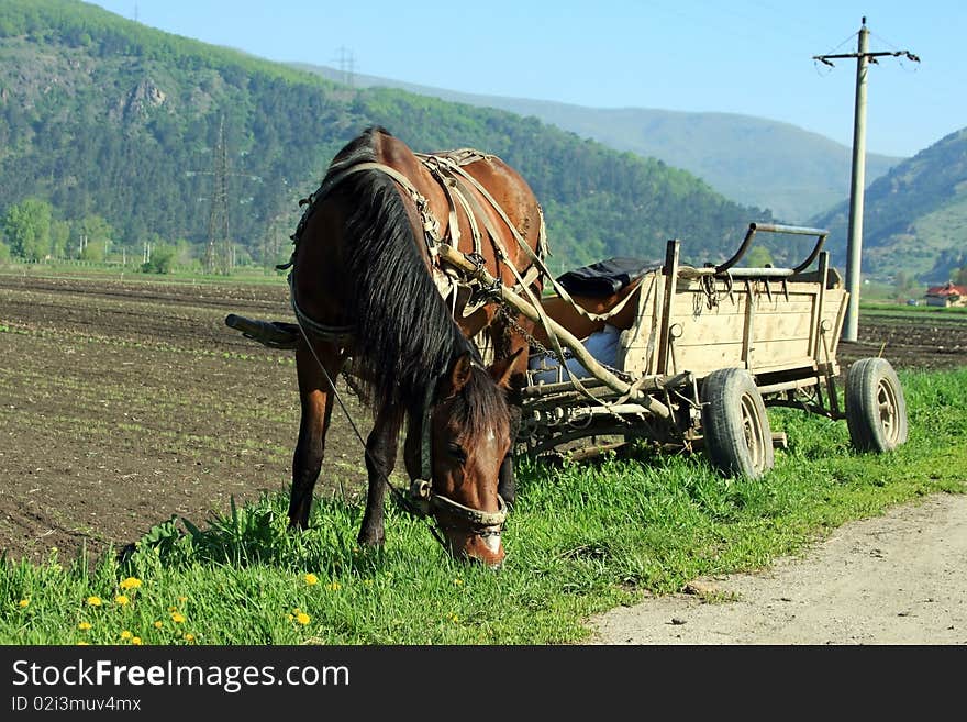 Beautiful horse eating grass near the road before starting the work