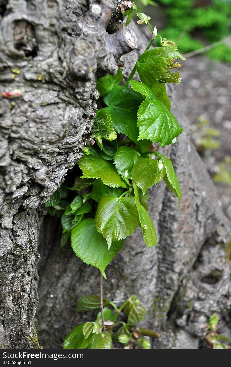 New leaves growing from the tree trunk on the sunny day in the park. New leaves growing from the tree trunk on the sunny day in the park.