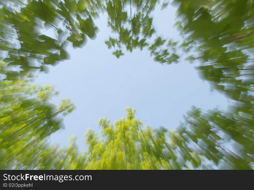 Foliage of trees, blur