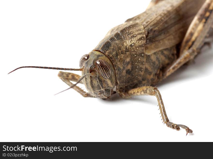 Wild grasshopper on white background