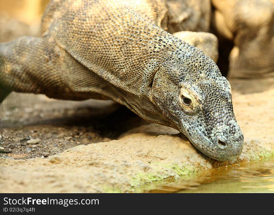 Close up of a Komodo Dragon drinking