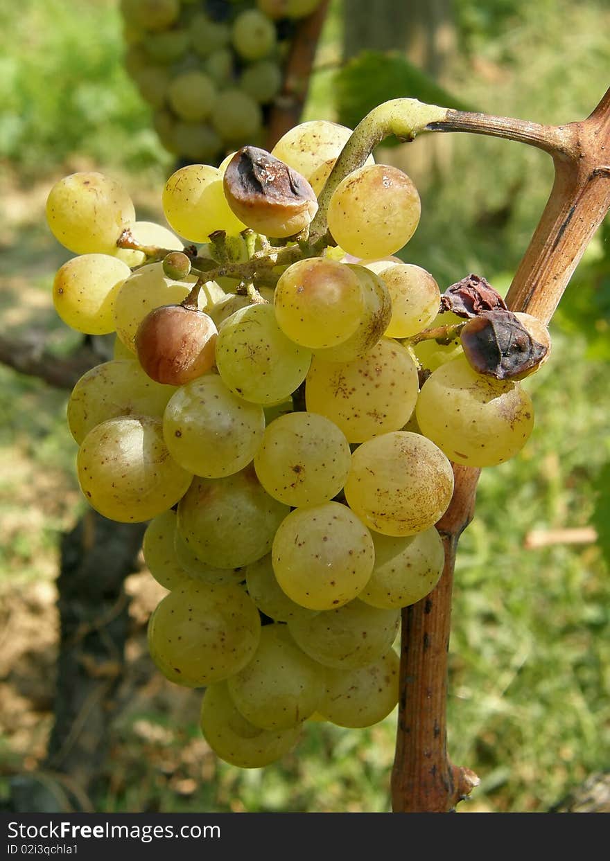 White Grapes With Ripe And Rotten Fruits