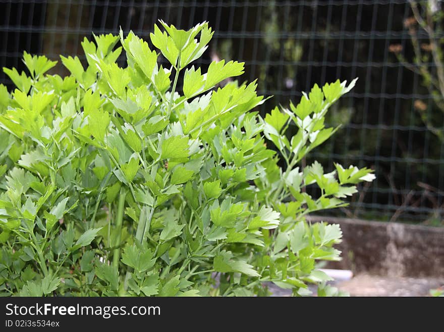 Celeri in a garden in spring