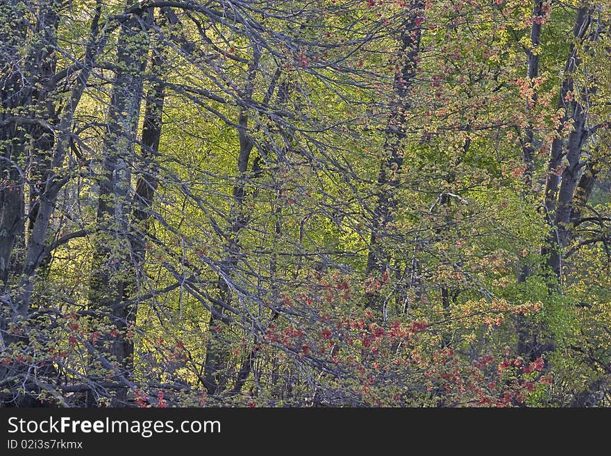 Spring forest