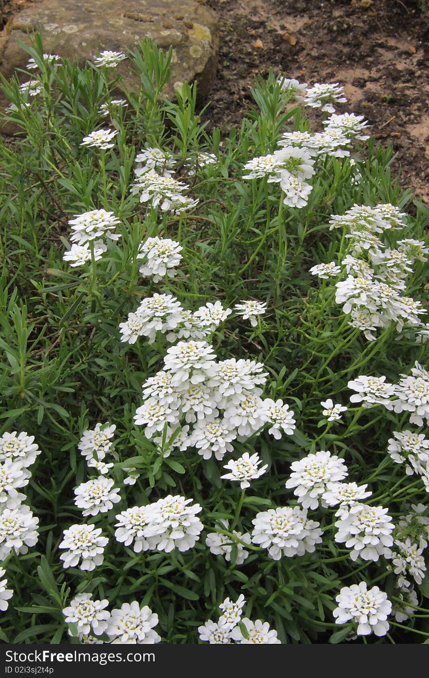 Massif of white flowers