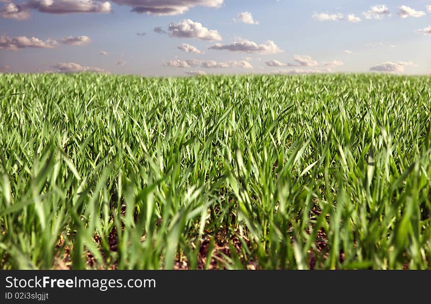 Winter wheat on a spring field