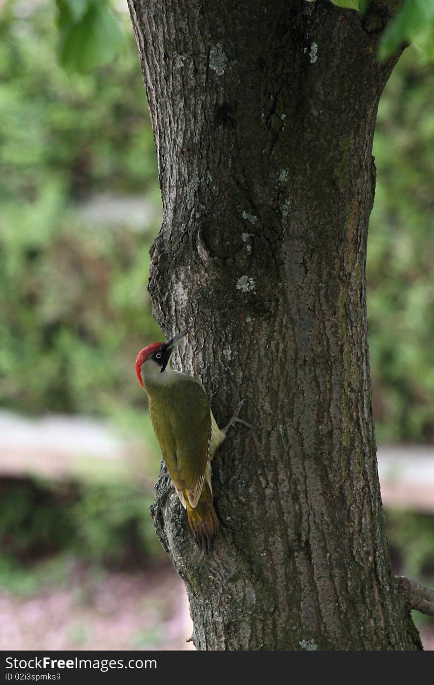 A green woodpecker in the spring which looks for a tree for its nest