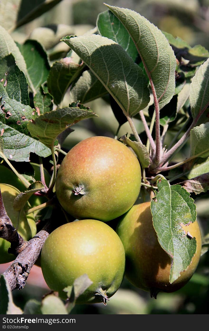 Season of apples in an orchard. Season of apples in an orchard