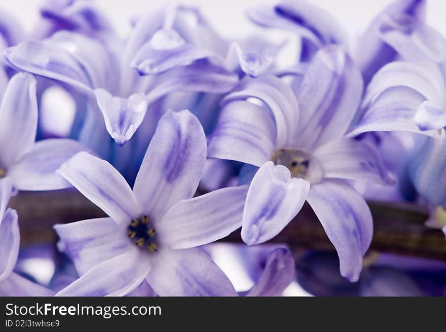 Hyacinthus flower on white background