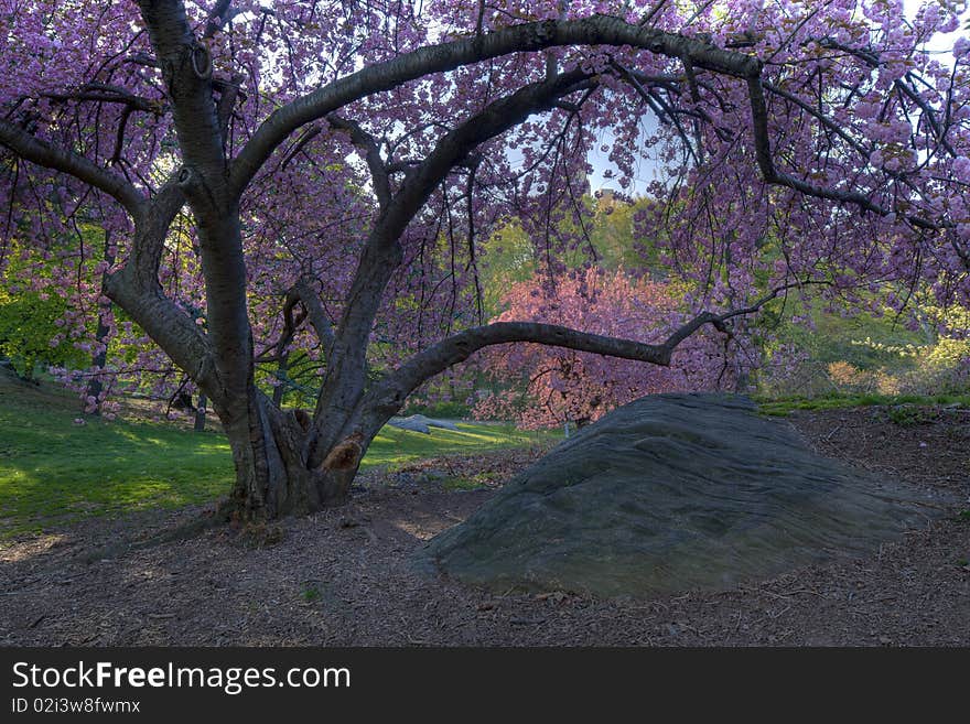 Spring in Central Park