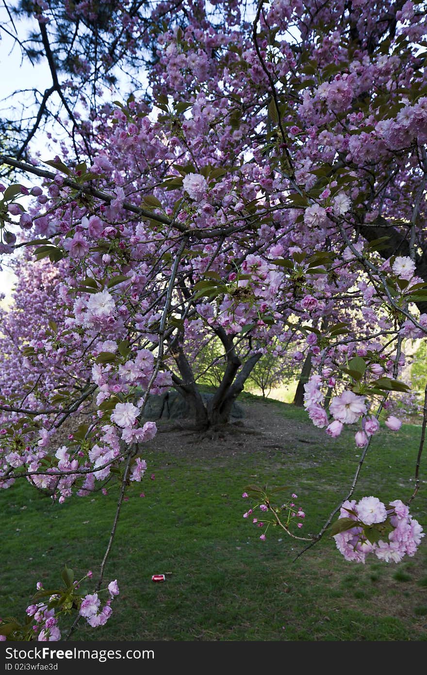 Spring in Central Park