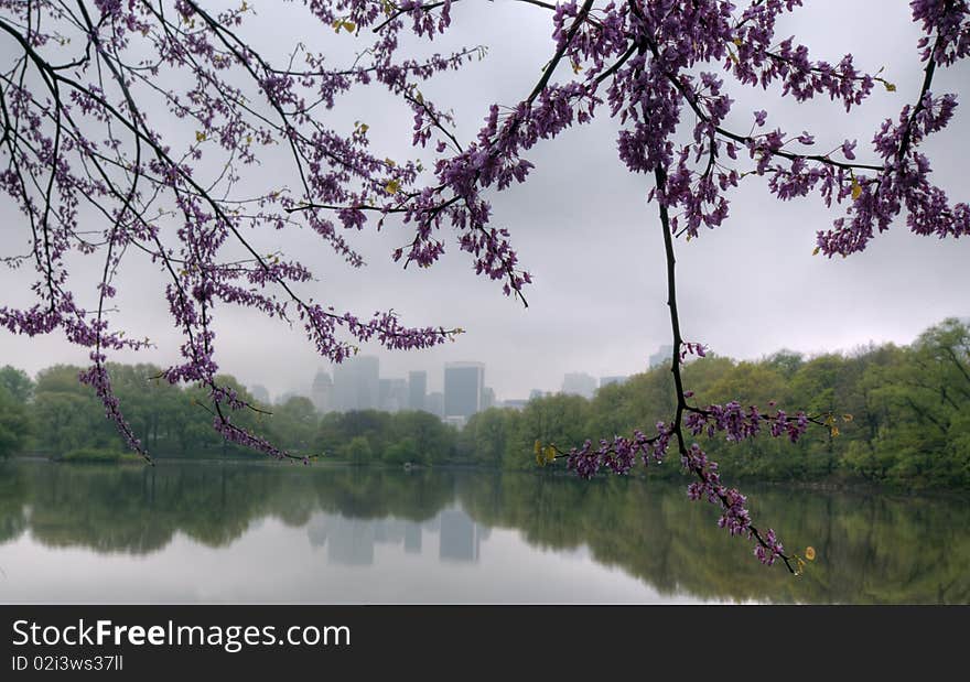 Spring in Central Park