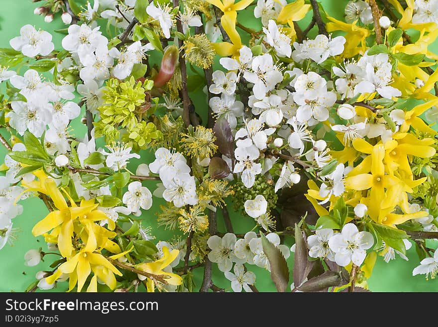 Blossoming plum and Forsythia Maluch