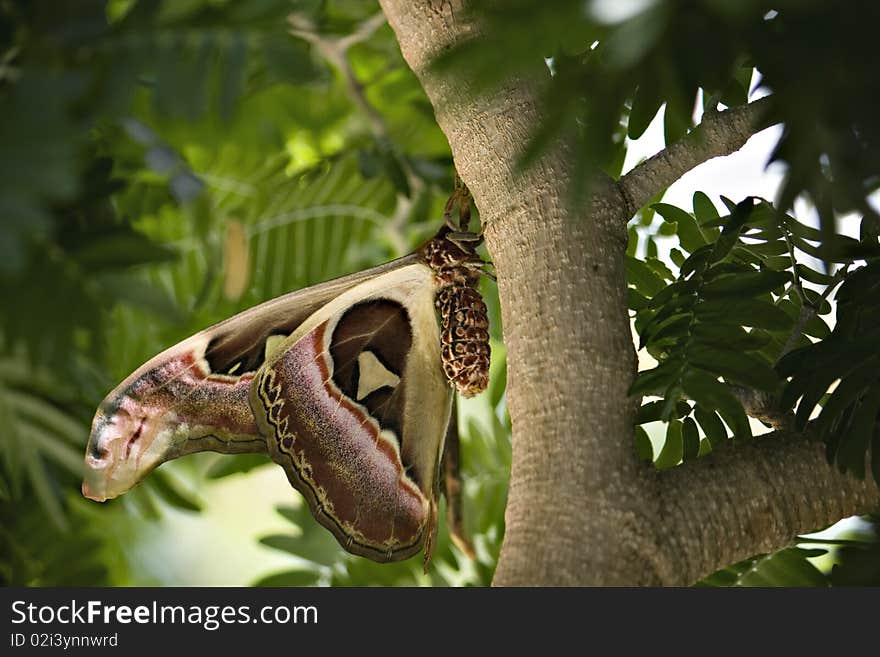 Large owl butterfly hanging on tree. Large owl butterfly hanging on tree