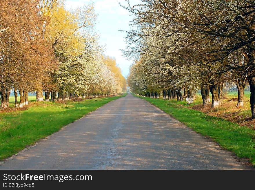 Road with flowerings trees