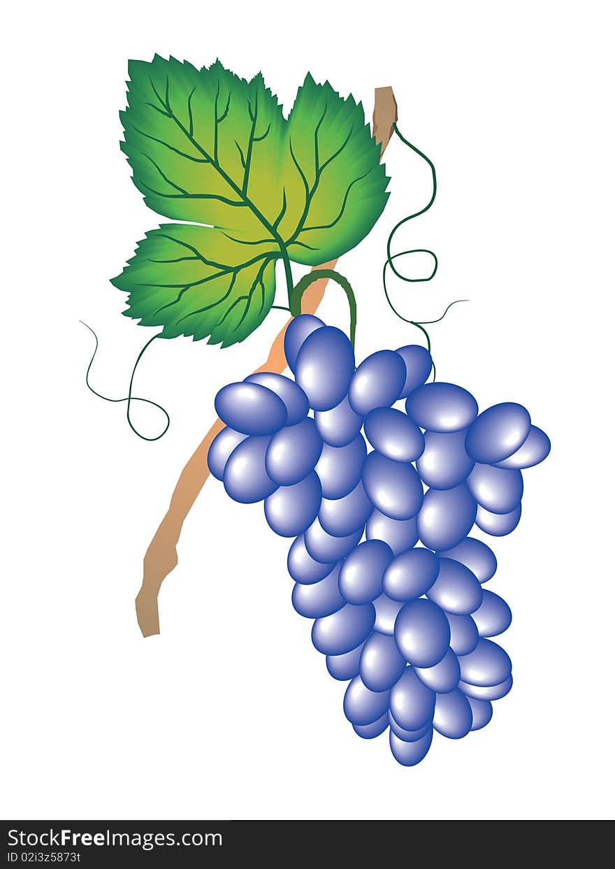 Hanging bunch of grapes on white background