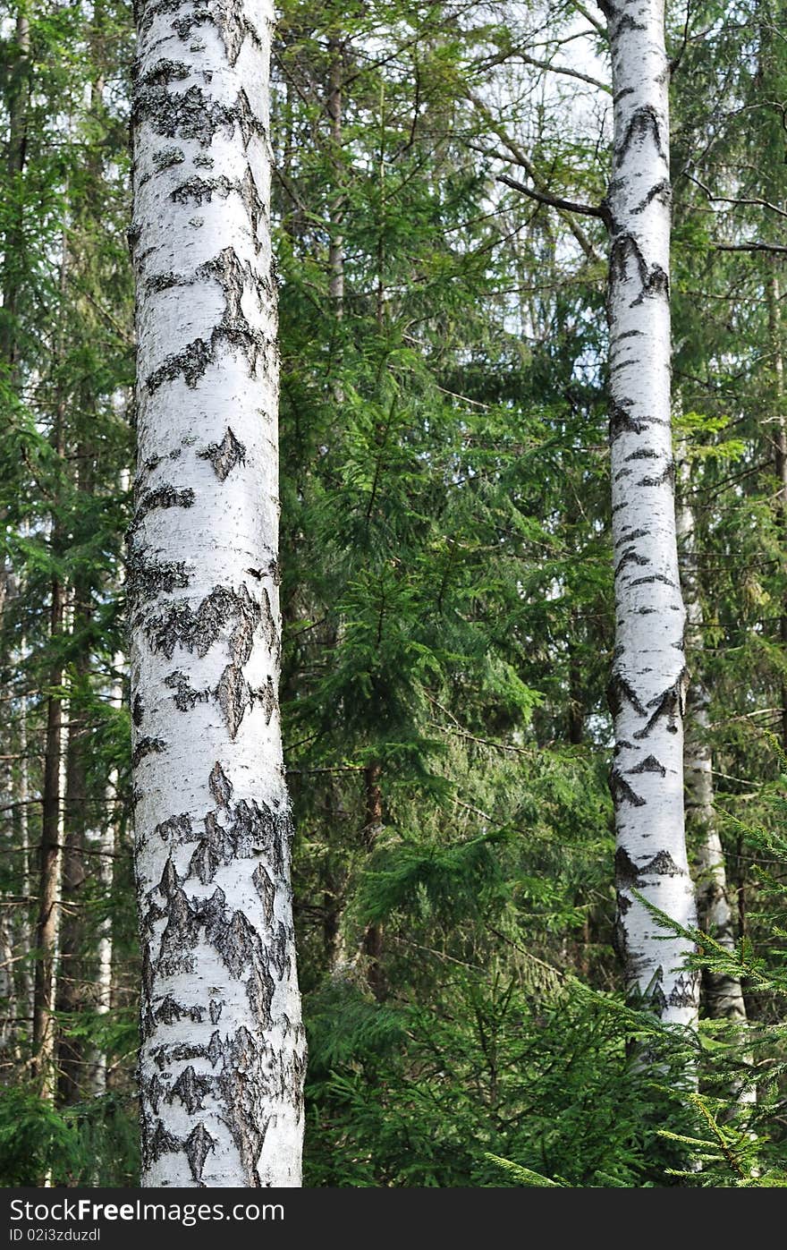 Trunks Of Birch Trees In Spring Time