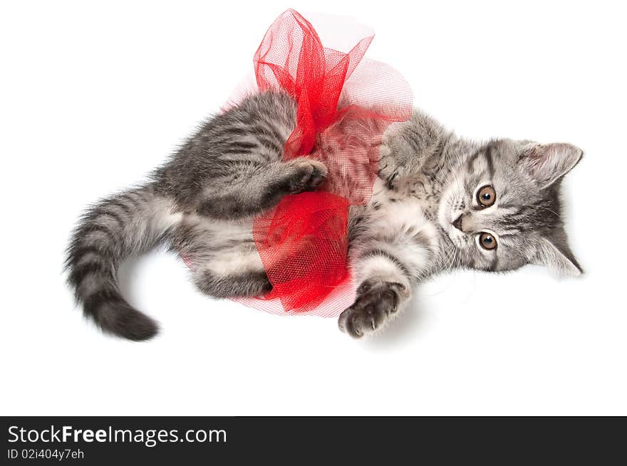 Isolated grey kitten with funny red skirt