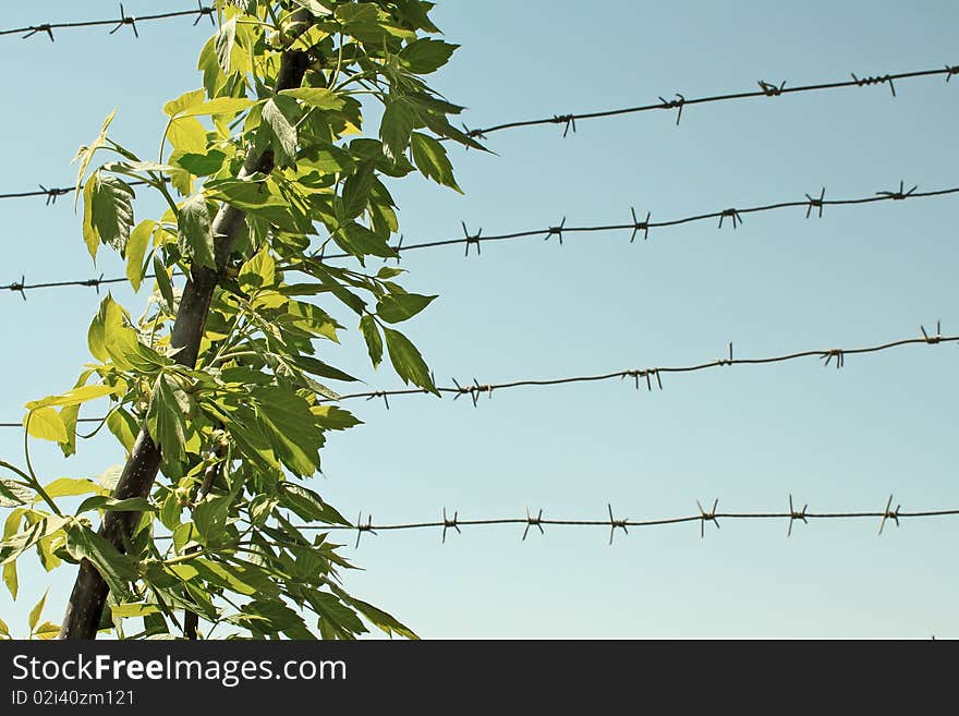 Branch with young leaves. Against the backdrop of barbed wire and the sky. Branch with young leaves. Against the backdrop of barbed wire and the sky.