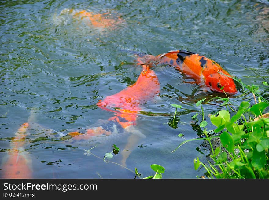 A lot of fish in the garden