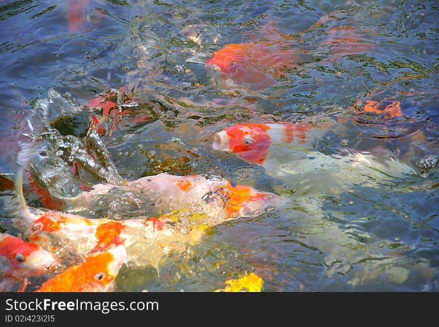 A lot of fish in the garden