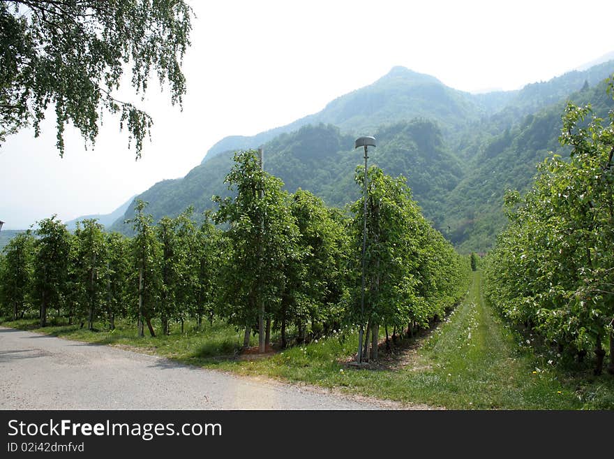 Green planting apple close to mountains in alpes