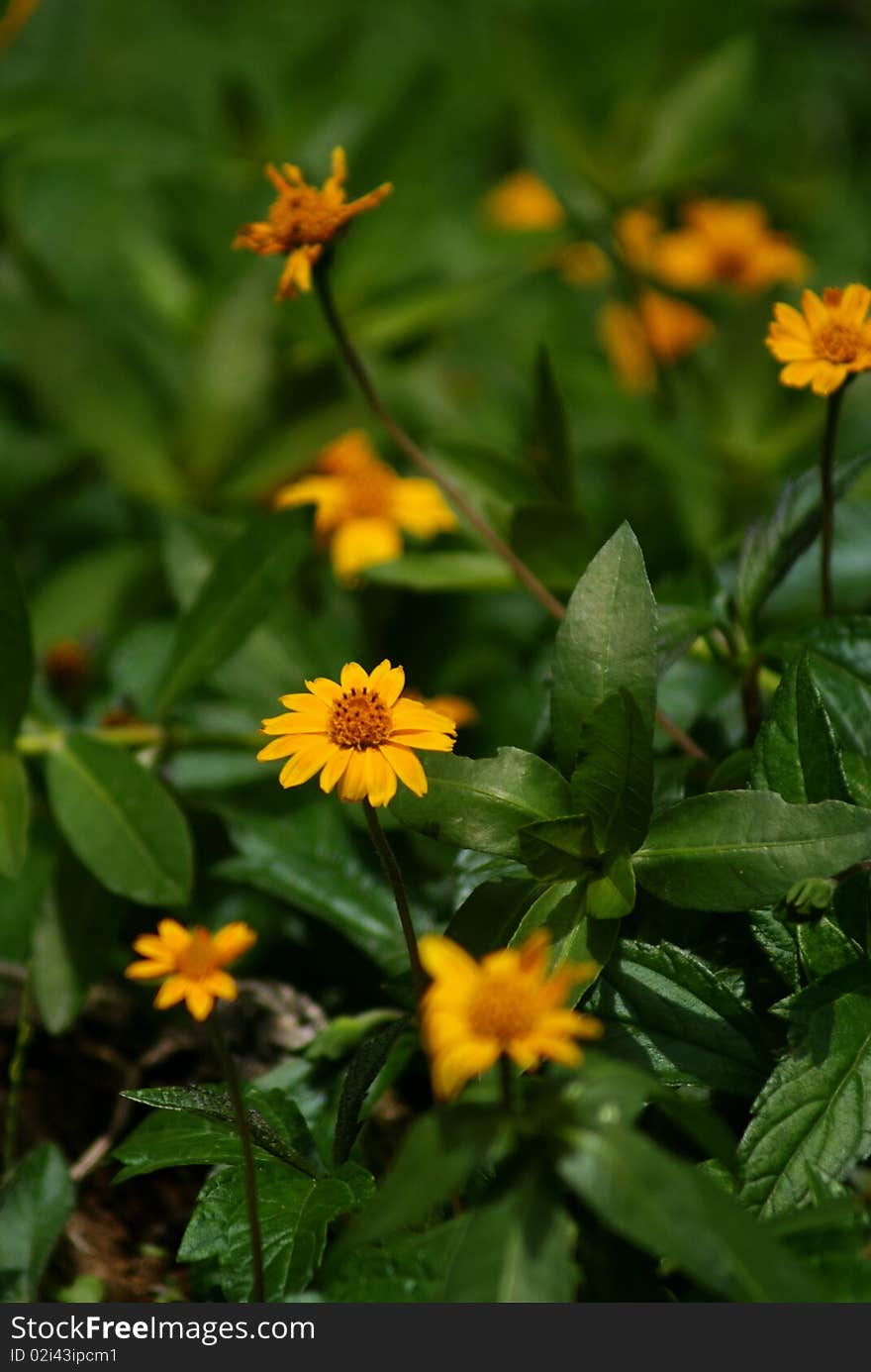 Wild flowers