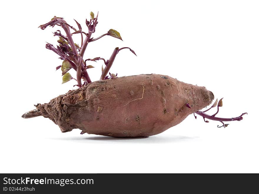 Isolated Red Potato in white background