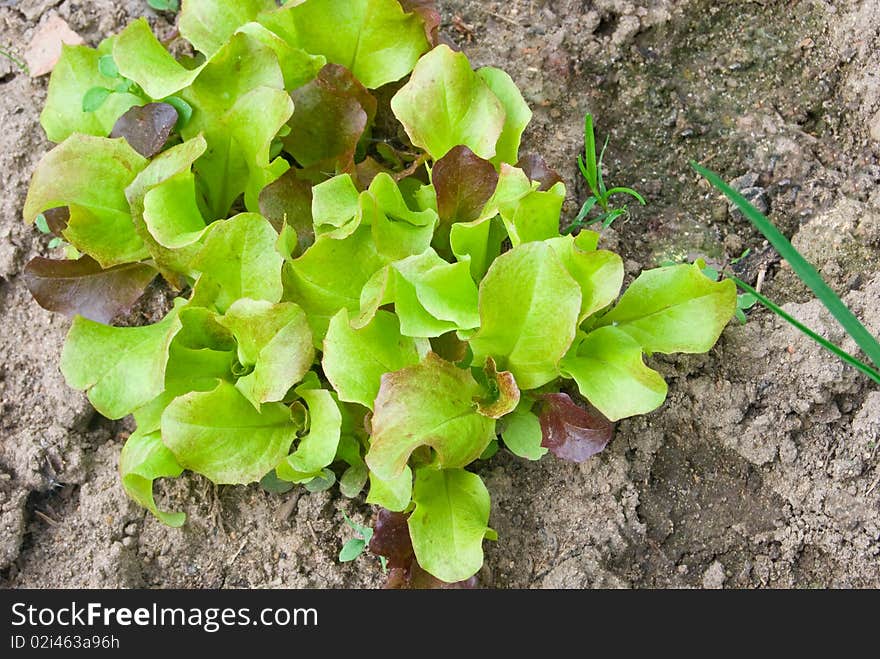 Red - green lettuce in vegetable garden