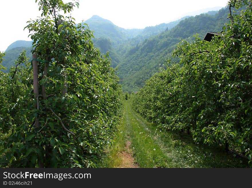 Green planting apple close to mountains in alpes