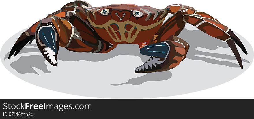 image of marine zoon with large claws crablruschyami crab