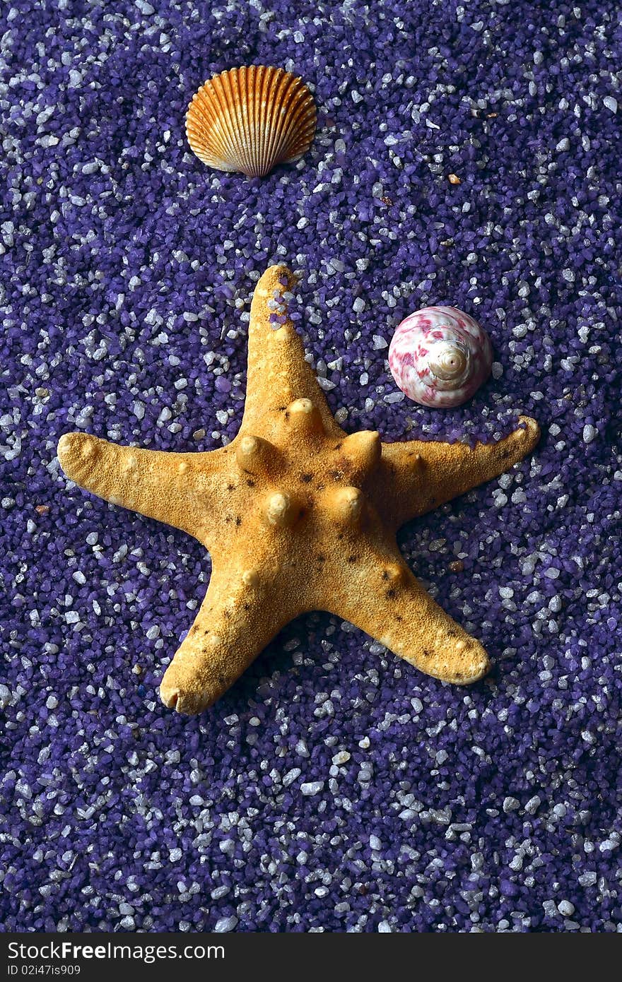 Seashell and starfishes on lilac sand background