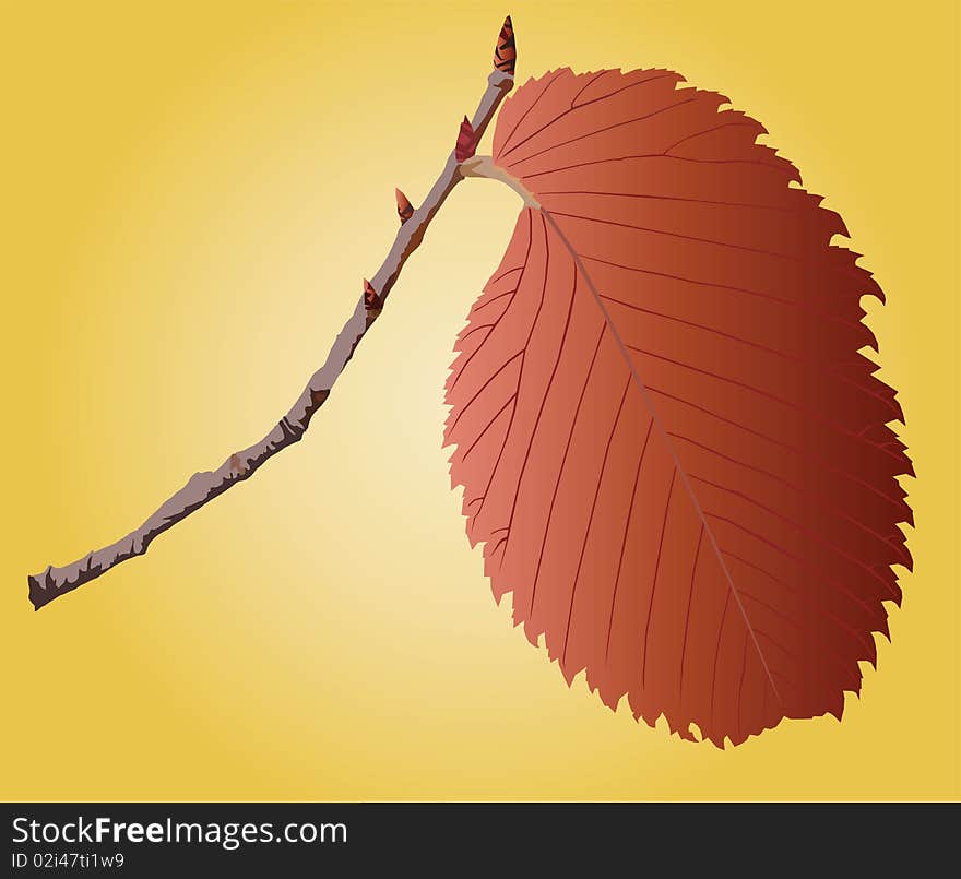 image of orange leaf on a sprig. image of orange leaf on a sprig